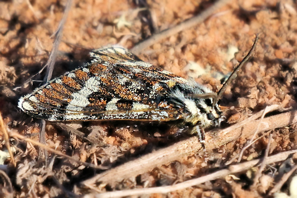 Pasture Day Moth (Apina callisto) (Apina callisto)